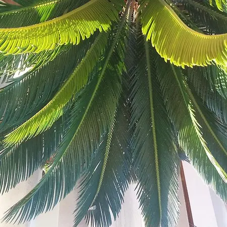 斯普利特中心迪奥克里迪安公寓 *